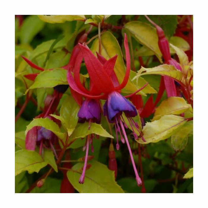 Fuchsia 'Genii' | 3L Pot