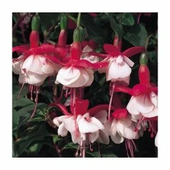 Fuchsia 'Snowcap' | 3L Pot