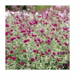 Knautia macedonica 'Thunder and Lightning' | 3L Pot