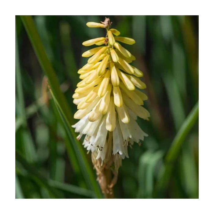 Kniphofia 'Poco Citron' | 3L Pot