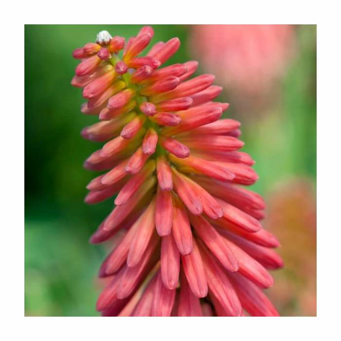 Kniphofia 'Redhot Popsicle' | 3L Pot