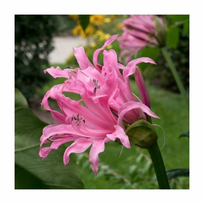 Nerine bowdenii | 3L Pot