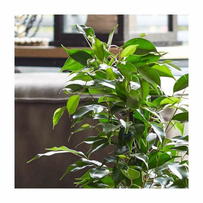 Ficus Benjamina | Weeping Fig Plant - Image 3