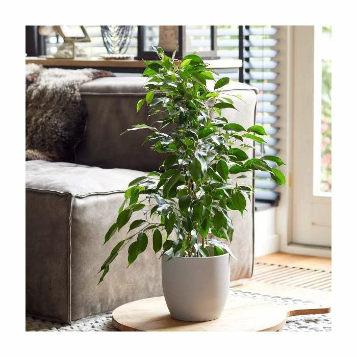 Ficus Benjamina | Weeping Fig Plant