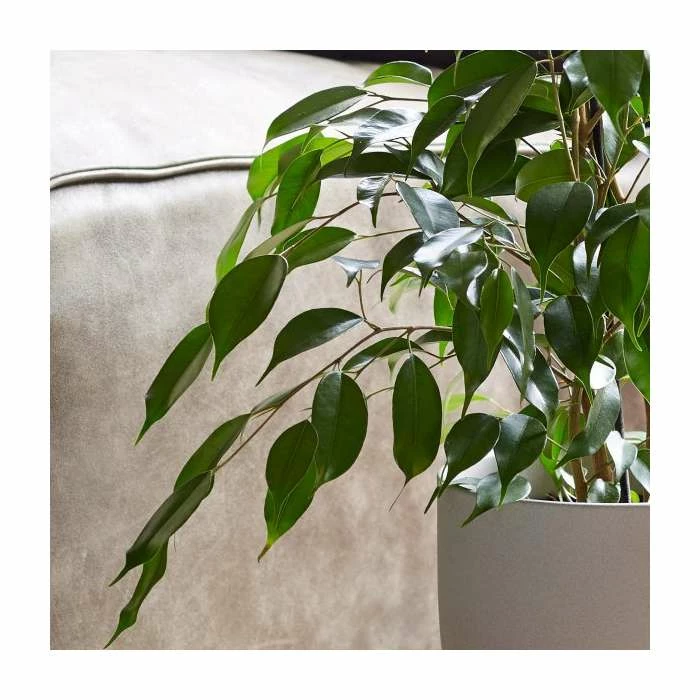 Ficus Benjamina | Weeping Fig Plant - Image 2