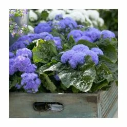 Ageratum 'High Tide Blue' | 2L Pot