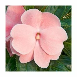 Impatiens Wild Romance 'Blush Pink' | 2L Pot