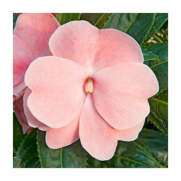Impatiens Wild Romance 'Blush Pink' | 2L Pot