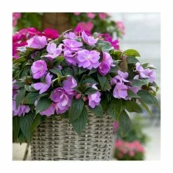 Impatiens Wild Romance 'Lavender' | 2L Pot