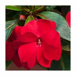 Impatiens Wild Romance 'Red' | 2L Pot