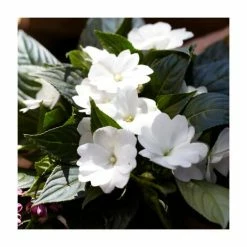 Impatiens Wild Romance 'White' | 2L Pot