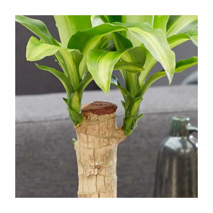 Corn Plant | Dracaena fragrans 'Massangeana' - Image 3