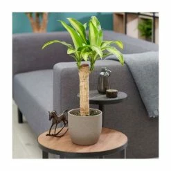 Corn Plant | Dracaena fragrans 'Massangeana'