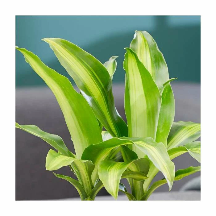 Corn Plant | Dracaena fragrans 'Massangeana' - Image 2