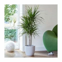 Dragon Tree | Dracaena marginata
