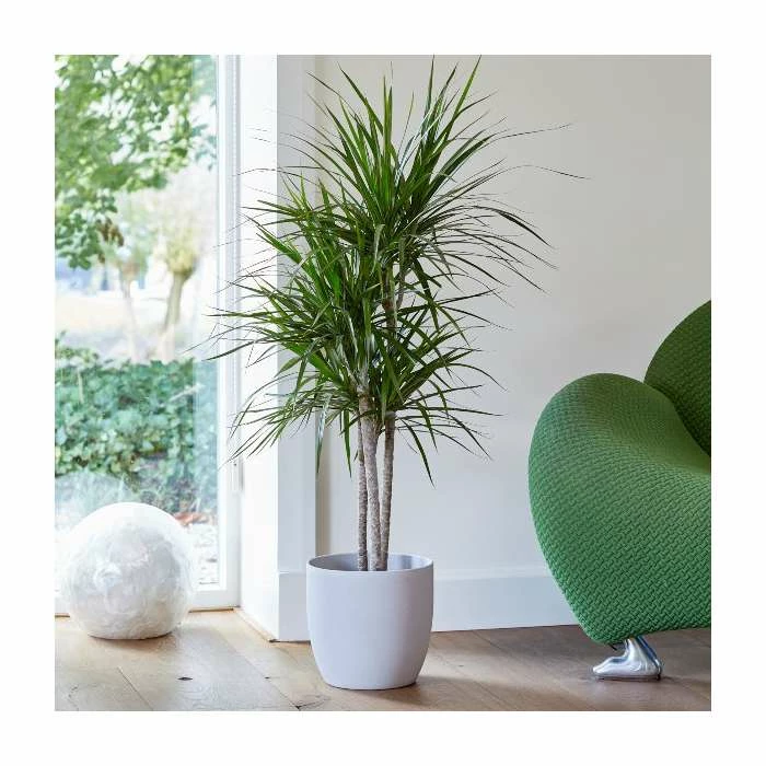 Dragon Tree | Dracaena marginata