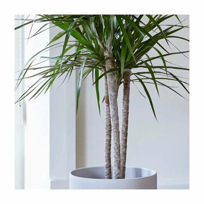 Dragon Tree | Dracaena marginata - Image 2