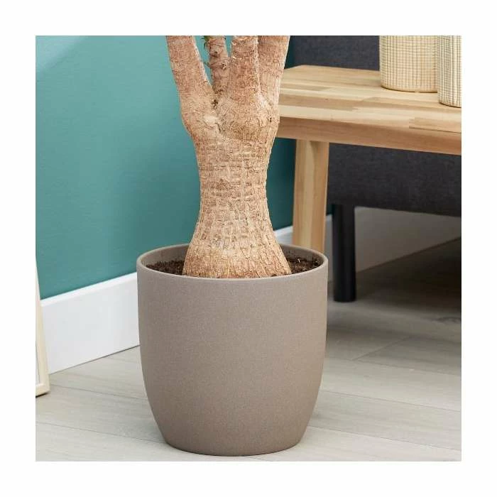 Yucca Elephantipes | Spineless Yucca - Image 3