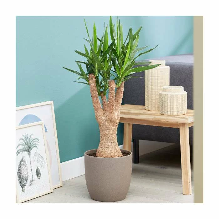 Yucca Elephantipes | Spineless Yucca