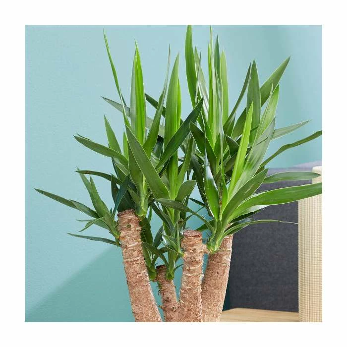 Yucca Elephantipes | Spineless Yucca - Image 2