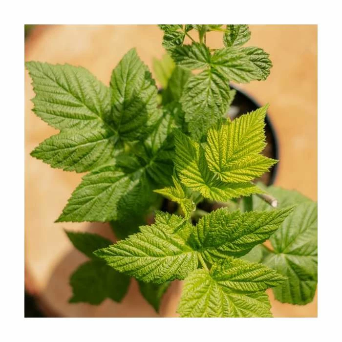 Dwarf Raspberry 'Yummy' | 3L Pot - Image 3