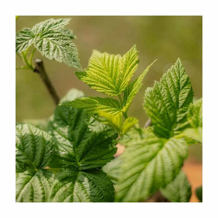 Dwarf Raspberry 'Yummy' | 3L Pot - Image 4