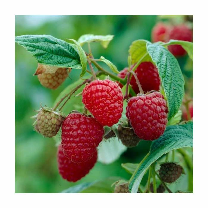 Dwarf Raspberry 'Yummy' | 3L Pot