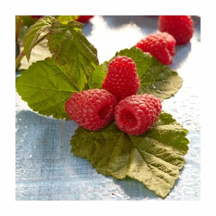 Dwarf Raspberry 'Yummy' | 3L Pot - Image 2