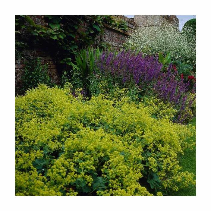 Alchelmilla mollis 'Thriller' | 2L Pot - Image 2