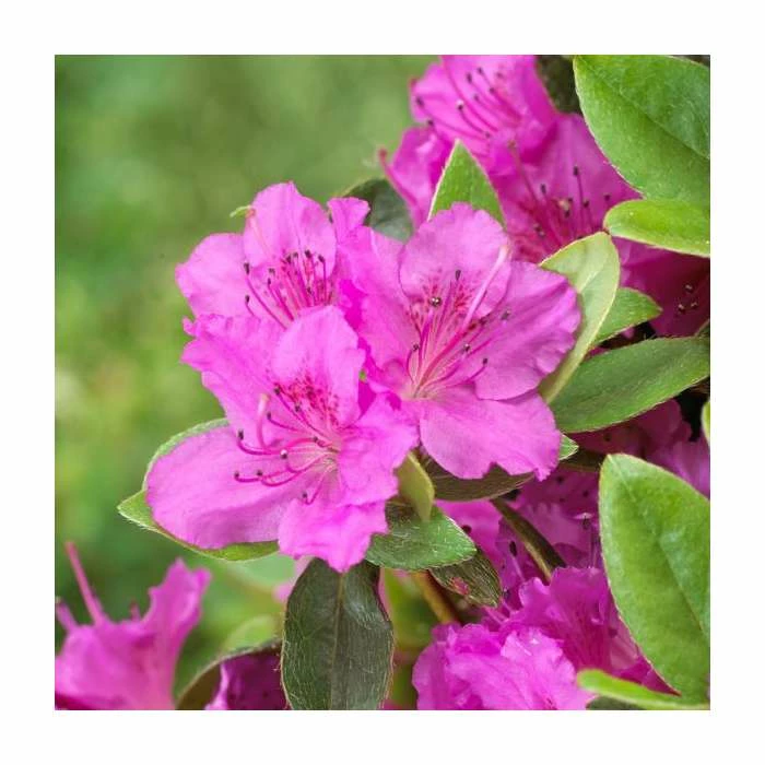 Evergreen Azalea 'Konigstein' | 3L Pot