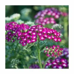 Achillea millefolium 'New Vintage Violet' | 3L Pot