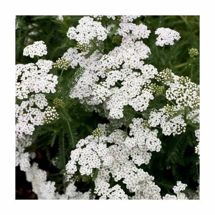 Achillea millefolium 'New Vintage White' | 3L Pot