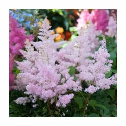 Astilbe japonica 'Europa' | 3L Pot