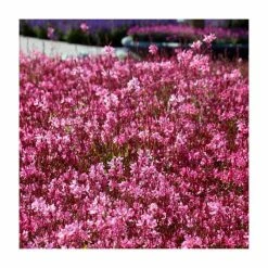 Gaura lindheimeri 'Gaudi Rose' | 3L Pot