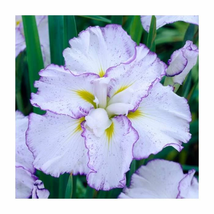 Iris ensata Dinner Plate 'Tiramisu' | Japanese Iris | 3L Pot