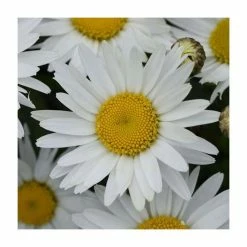 Leucanthemum 'Madonna' | 3L Pot