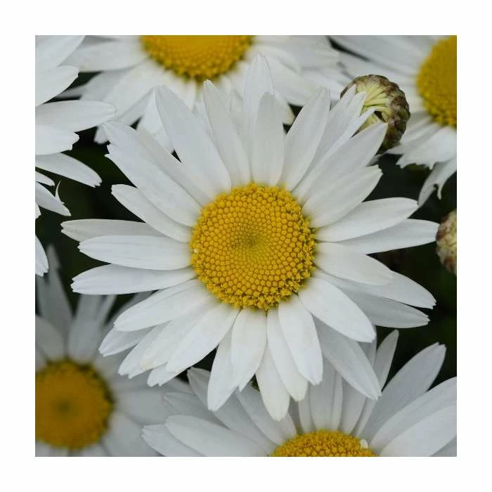 Leucanthemum 'Madonna' | 3L Pot