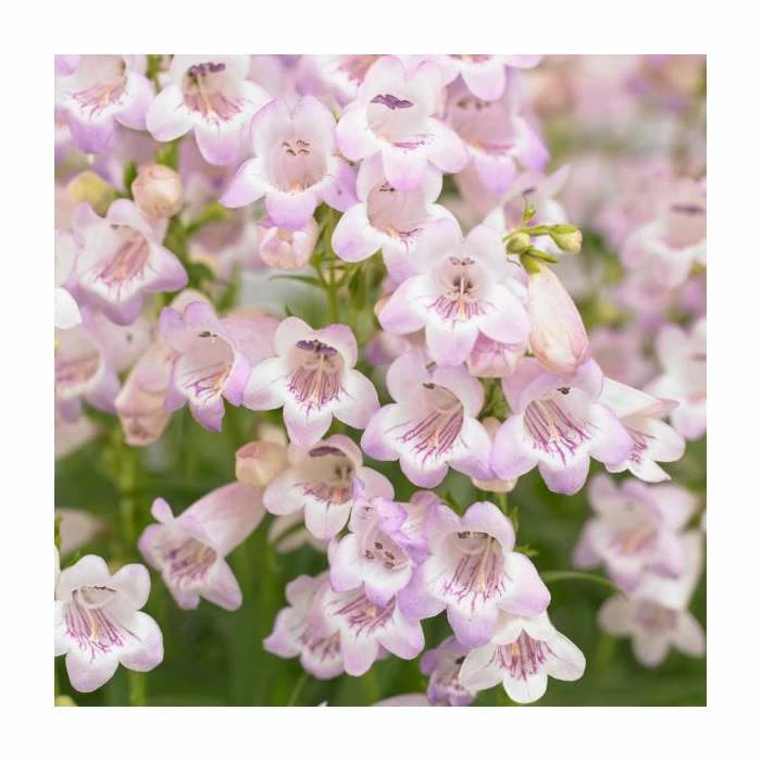 Penstemon 'Quartz Rose' | 3L Pot