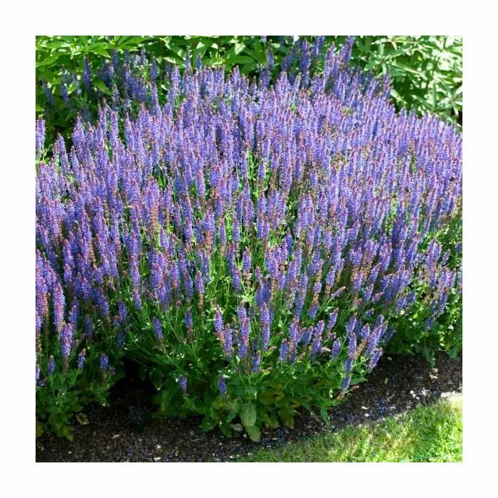 Salvia x sylvestris 'Blue Hill' | Blauhugel Sage | 2L Pot - Image 2