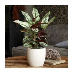 65-75cm Calathea 'Whitestar' | Prayer Plant | 3L Pot