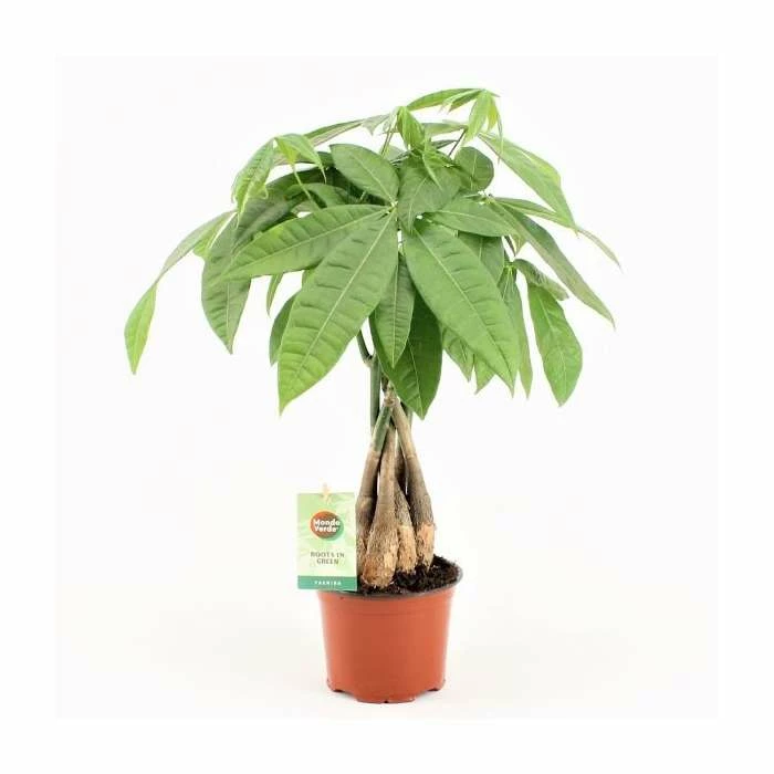 Money Tree | Pachira Aquatica - Image 2