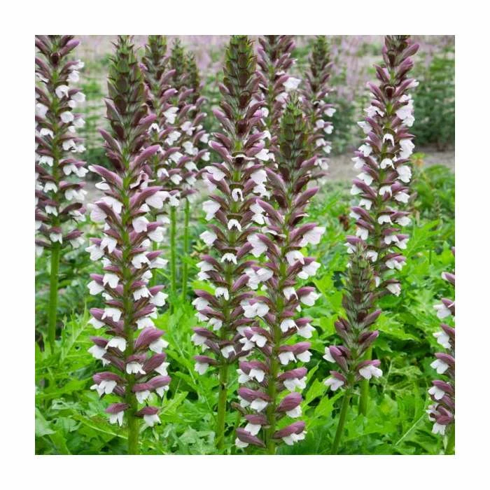 Acanthus hungaricus 'White Lips' | 3L Pot
