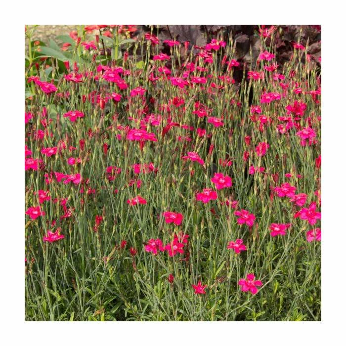 Dianthus deltoides 'Leuchtfunk' | 2L Pot