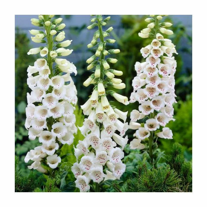 Digitalis purpurea 'Alba' | 2L Pot