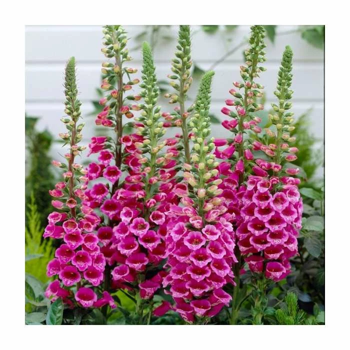 Digitalis purpurea 'Foxy' | 2L Pot