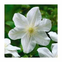 50-90cm Clematis 'Marie Boisselot' | 3L Pot