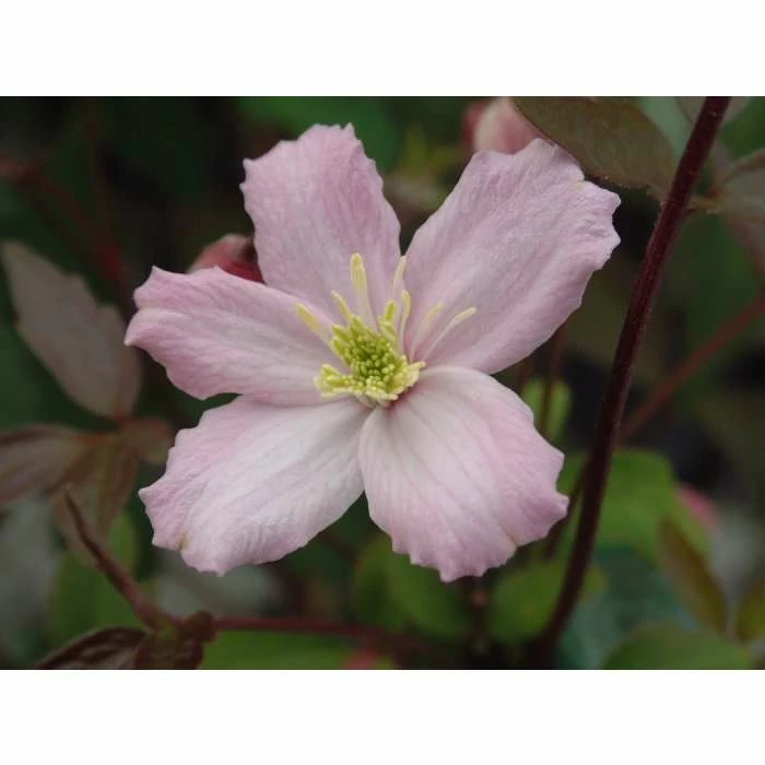 50-90cm Clematis 'Elizabeth' | 3L Pot | Clematis Montana