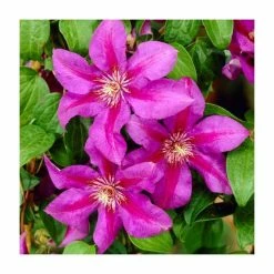 50-90cm Clematis 'Mrs N Thompson' | 3L Pot