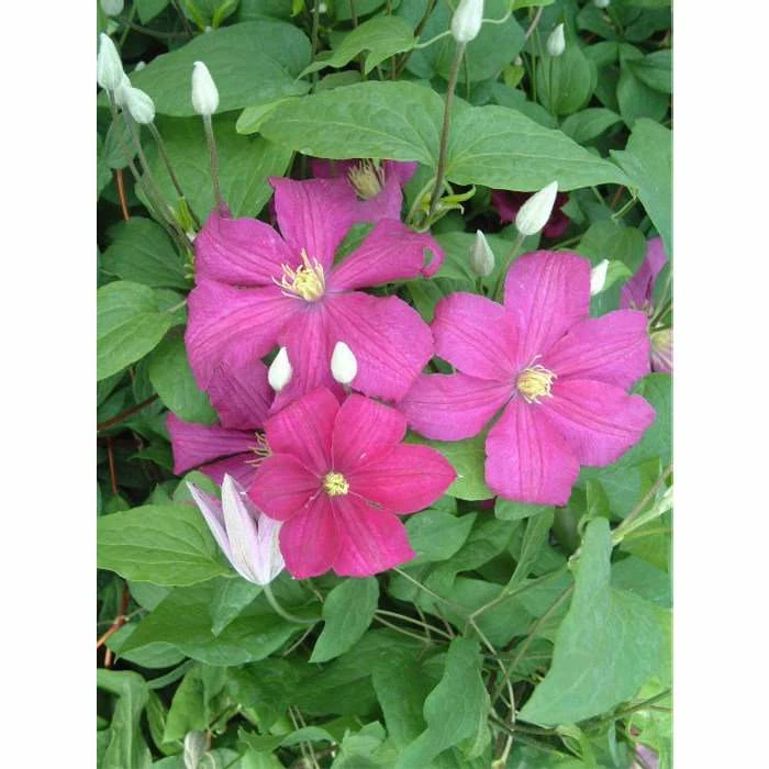 50-90cm Clematis 'Remembrance' | 3L Pot | Clematis Ranunculaceae - Image 2