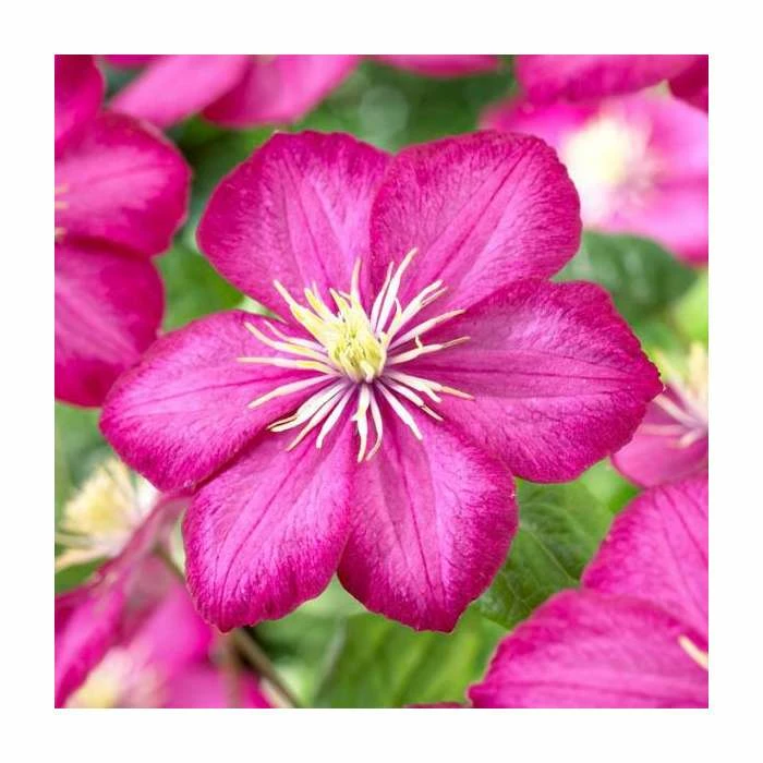 50-90cm Clematis 'Ville De Lyon' | 3L Pot - Image 2